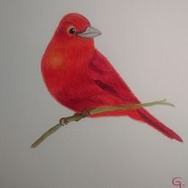 Mi Proyecto del curso: Ilustración naturalista de aves con acuarela. Ilustração naturalista projeto de Lupita Lucio - 19.01.2021