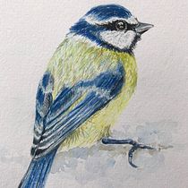 My project in Naturalist Bird Illustration with Watercolors course. Desenho, e Pintura em aquarela projeto de Toma - 22.01.2021