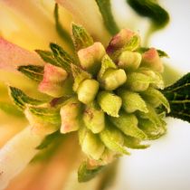 El tiempo de la naturaleza. Un projet de Photographie , et Photographie numérique de Henry Bustos - 27.01.2021