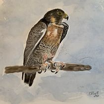 My project in Naturalist Bird Illustration with Watercolors course. Een project van Aquarelschilderen van Ellie Page - 28.01.2021