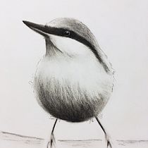 My Nuthatch and the tonal values. Drawing project by liline4 - 01.28.2021