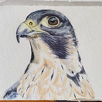 Peregrine Falcon. Watercolor Painting project by Michael Angelis - 01.28.2021