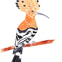 Mi Proyecto del curso: Ilustración naturalista de aves con acuarela. Een project van Naturalistische illustratie, Traditionele illustratie, Aquarelschilderen y Realistische tekening van Alicia Ávila López - 29.01.2021