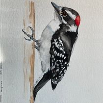 Artistic Watercolor for Illustrating Birds: Downy Woodpecker. Watercolor Painting project by madarahudson - 01.30.2021