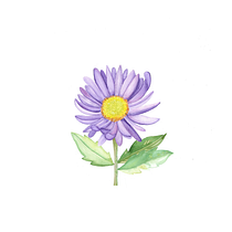 Mi Proyecto del curso: Ilustración botánica con acuarela. Ilustração tradicional projeto de Juana Villegas - 31.01.2021