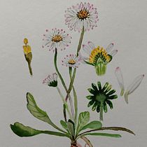 My project in Botanical Watercolor: Illustrate the Anatomy of Flowers course. Watercolor Painting project by beata_p - 01.31.2021