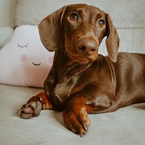 Mi Proyecto del curso: Fotografía lifestyle de perros. Un projet de Photographie de maitane_renart - 31.01.2021