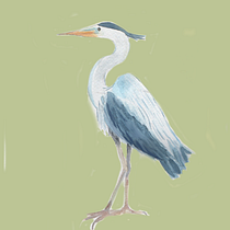 Mi Proyecto del curso: Ilustración naturalista de aves con acuarela. Een project van Traditionele illustratie van Fabiola Rodríguez Márquez - 02.02.2021
