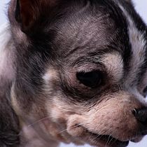 Mi Proyecto del curso: Introducción a la fotografía de perros. Un projet de Photographie de Miguel Ángel Sancho - 02.02.2021