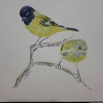Mi Proyecto del curso: Acuarela artística para ilustración de aves  Cabecitanegra. Traditional illustration, Watercolor Painting, Realistic Drawing, and Naturalistic Illustration project by Cecilia Legaspe - 02.03.2021