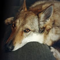 Mi Proyecto del curso: Fotografía lifestyle de perros. Un projet de Photographie lifest , et le de ana_sanchez_fotografia - 03.02.2021