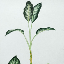Meu projeto do curso: Aquarela botânica: ilustre a anatomia das flores . Watercolor Painting project by Julia Sadalla - 02.05.2021