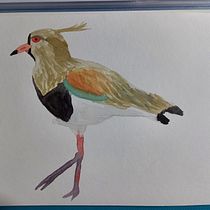 My Project: Quero-quero (Vanellus chilensis). Watercolor Painting project by Lauren Rolan - 02.06.2021