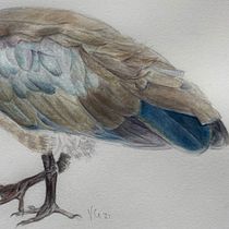 My project in Naturalist Bird Illustration with Watercolors course. Een project van Naturalistische illustratie y Aquarelschilderen van vivian_8 - 06.02.2021
