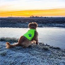 My project in Lifestyle Dog Photography course. Un projet de Photographie lifest , et le de Kristína Urbanová - 06.02.2021