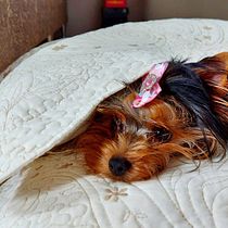 Meu projeto do curso: Fotografia lifestyle de cachorros :). Un projet de Photographie lifest , et le de Abner Lobo - 12.02.2021
