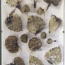 My project in Botanical Printing on Fabric and Paper course. Artesanato projeto de Catrien Moortgat - 09.02.2021