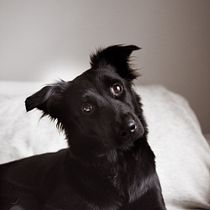 Mi Proyecto del curso: Fotografía lifestyle de perros / Marca CHANDA . Un projet de Photographie, Photographie d'architecture, Photographie artistique, Photographie de portrait, Photographie extérieure, Photographie intérieure, Photographie lifest, le, Photographie pour Instagram , et Photographie publicitaire de Laura Peña - 08.02.2021
