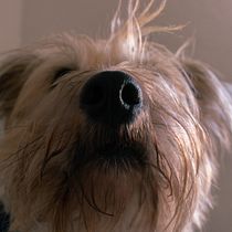 Mi Proyecto del curso: Fotografía lifestyle de perros. Un projet de Photographie lifest , et le de Carla U - 09.02.2021