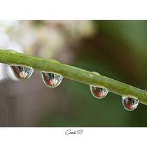 Mi Proyecto del curso: Introducción a la fotografía macro Fotografiando Gotas de agua. Un projet de Photographie de flokeka - 09.02.2021