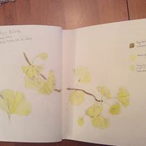 My project in Botanical Watercolor Sketchbook course. Projekt z dziedziny R, sunek botaniczn,  R, sunek, Ilustracja naturalist, czna i Malowanie akwarelą użytkownika Carol Gordon - 22.02.2021