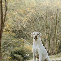 Cali Monsante: Fotografía lifestyle de perros. Un projet de Photographie, Photographie lifest , et le de carlam_e - 09.02.2021