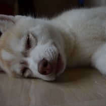 My project in Lifestyle Dog Photography . Un projet de Photographie de Nelson Del Grande - 10.02.2021