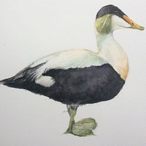 Eider duck. Naturalistic Illustration, and Watercolor Painting project by annar - 02.10.2021