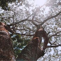 Projeto: Morada Da Sol | Institucional Ein Projekt aus dem Bereich Werbefotografie, Kino, Kino, Video und TV, Instagram, Marketing für Instagram und Werbung von Thiago Souza - 23.12.2020