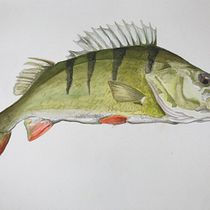 My course projects. Watercolor Painting project by Ole Heydekamp - 02.22.2021