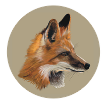 My project in Naturalist Animal Illustration with Procreate course: Red Fox. Un proyecto de Dibujo digital de Diana Poell - 14.02.2021