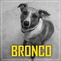 BRONCO. Writing project by Christian Velásquez Valdivia - 02.16.2021