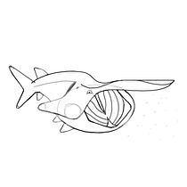 Wisconsin Aquatic Wildlife. Lettering, and Traditional illustration project by Ray - 02.16.2021