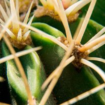 Una mirada diferente a mi jardín. Un projet de Photographie de Ilse Plauchu Frayn - 18.02.2021