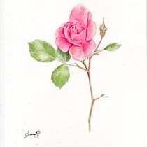 My project in Botanical Illustration with Watercolors course. Desenho artístico, Ilustração botânica, Artes plásticas, e Pintura em aquarela projeto de annadepari - 18.02.2021