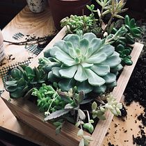 Mi Proyecto del curso: Diseño y creación de composiciones botánicas. Un progetto di Creatività e Interior design di Paula F. - 21.02.2021