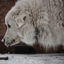 My project in Lifestyle Dog Photography course. Un projet de Photographie de ataribeats - 20.02.2021
