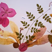 Cuadro y separahojas . Collage project by Patricia Beatriz Durand - 02.20.2021