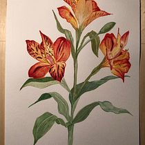 My project in Botanical Watercolor: Illustrate the Anatomy of Flowers course. Artistic Drawing project by Greta Milano - 02.21.2021