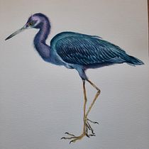 Mi Proyecto del curso: Ilustración naturalista de aves con acuarela. Een project van  Beeldende kunst van indiraonate - 21.02.2021