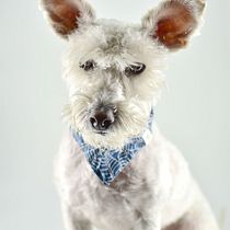 Mi Proyecto del curso: 1 año, adopción de Milo. Un projet de Photographie de studio de Karina Flores - 22.02.2021