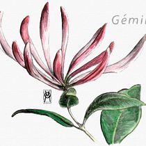 GÉMINIS - Madre Selva . Ilustração editorial, Ilustração tradicional, Ilustração digital, e Pintura em aquarela projeto de Vanessa Alvarez Vaello - 24.02.2021