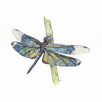 Final Project - Modern Watercolor Techniques course. Un progetto di Illustrazione infantile, Illustrazione tradizionale, Illustrazione con inchiostro, Illustrazione naturalistica e Pittura ad acquerello di Cas Thomson - 25.02.2021
