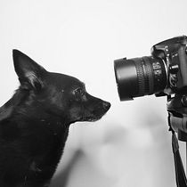 Mi Proyecto del curso: Fotografía lifestyle de perros. Un projet de Photographie de Alexandra Lillo - 25.02.2021