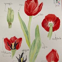 My project in Botanical Illustration with Watercolors course. Desenho artístico projeto de Greta Milano - 26.02.2021