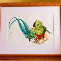 Quetzal, ave nacional de Guatemala.. Pintura em aquarela projeto de isaac_ibanez - 26.02.2021
