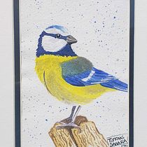 Eurasian blue tit - Watercolor Birds. Watercolor Painting project by Tiffani Sahara - 12.30.2020