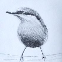 Pájaro en blanco y negro a lápiz y con acuarela.. Traditional illustration project by Sandra Trejo - 02.28.2021