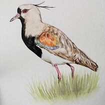 Meu projeto do curso: Ilustração naturalista de aves com aquarela. Artes plásticas projeto de Sandra Dos Santos Rodrigues - 01.03.2021
