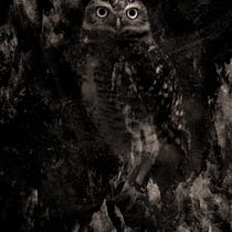 Ojos en la Oscuridad. Fine Arts, Concept Art, Photograph, Fine-Art Photograph, and Photo Retouching project by Anderson - 03.02.2021